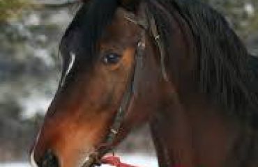 Managementul unei deșirări parţiale a tendonului flexor digital superficial la un cal de sport prin terapie cu celule stem autologe și plasmă bogată în trombocite – evaluarea recuperării și a revenirii în activitatea sportivă